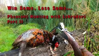 WIN SOME, LOSE SOME Part II - Pheasant Hunting with Labradors