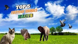 5 Everyday Animals with Mind-Blowing Secrets!