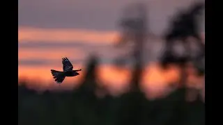 European Nightjar Gotland 2024