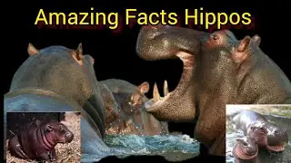 The Beauty regime of Hippos😳😨#facts #gk #hippo #amazingfacts