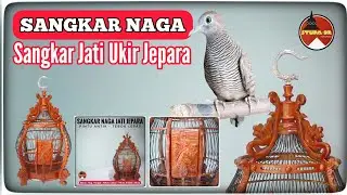 STUPA BR - SANGKAR BURUNG PERKUTUT LOKAL ATAU BANGKOK - sangkar naga jati ukir jepara
