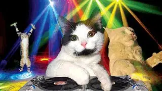 МакSим - Трудный возраст у котов (Mix Gunboll)