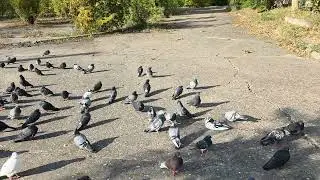 Porumbei in așteptarea iernii