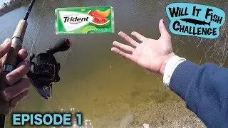 Can I Catch Fish on Chewing Gum?!