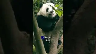 Вы в курсе, что панды - большие лентяи?! Shorts шортс 