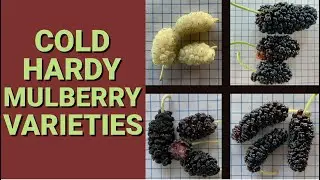 Mulberry Cold Hardiness - Varieties & Temperatures