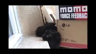 Черный кот не любит котят