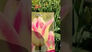 Один из лучших сортов лилиецветных тюльпанов на срезку  Элегант Леди #цветоводство #тюльпаны #сад