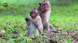 Very nice baby Sweet Pea monkey cute baby Angkor daily​​​ 1637