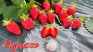 Сизоже🍓. Вкус утонченный‼️ Истинный француз👍‼️