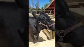 big toung #cow #fam #zoo