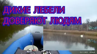 ДИКИЕ  ЛЕБЕДИ  РЯДОМ  С  ЛОДКОЙ