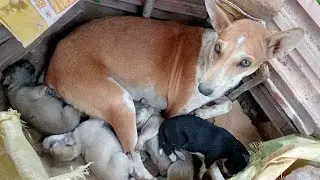 Puppies🐕 Feeding ||Dog|| Street Dog and Puppies 🐶 ||#puppies #dog #streetdog