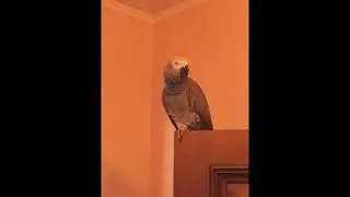 Мама, папа, Жорик !