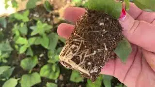 Как просто укоренить любое растение. 24.08