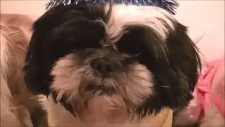 Proud Of Your Boy Pip 4 Years Old