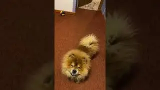 Чау-чау в роли танцующей собачки