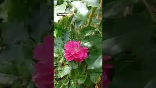 Розы -  простые правила ухода -  3seed.ru - семена и саженцы  растений с пересылкой по  всей стране