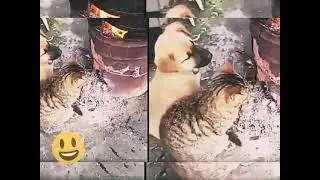 Cute cat and Dog status video