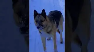 Моя собака кого-то в лесу учуяла. 