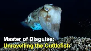 Master of Disguise: Unravelling the Mysterious World of Cuttlefish