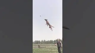 Latihan Lempar Tangkap