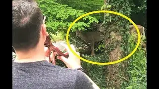 Deer 🦌 and Native American Flute - Nature Sounds are Awesome! - Matt Tastic Music