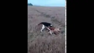 работа русской пегой гончей по лисе(гон был около двух часов)