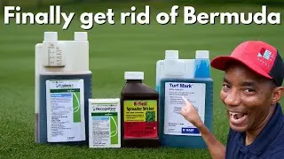 Get Rid of Bermudagrass in Your Zoysia and St. Augustine Lawn with this POTENT Combo