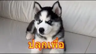 หมาน้อยอิหยังมาปลุกยากคักยากแหน่แท้