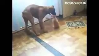 котенок отнял мясо у пса!!!!смотреть срочно