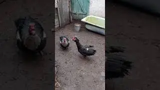 Смотреть срочно#Бой на выживание #бои без правил #битва за територию.