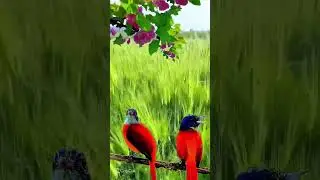 Red birds #redbirds #birds #bird