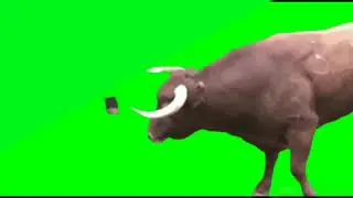 Green screen bull