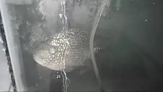 proses ikan louhan mau kawin malam hari
