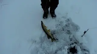 Зимняя рыбалка на безмотылку, жерлицы.Рыбалка зимой на реке.