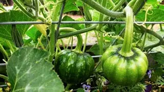 ASIAN PUMPKIN FARMING AND HARVESTING-Modern technology agriculture
