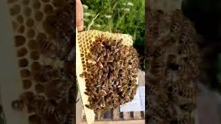 нуклеус