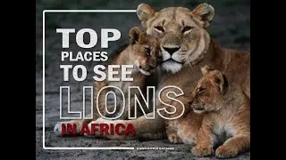 Top 10 Best Places To See Lions In Africa