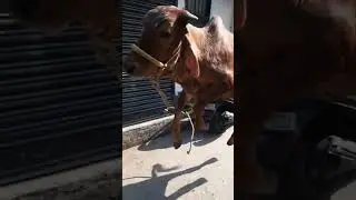 Playfull Ghar Pala Ox 🐃 Shauk Badi Chiz Hain Of Sagar Bhai Kolkata 