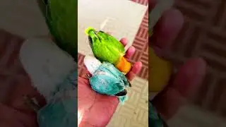 kingfisher 😍
