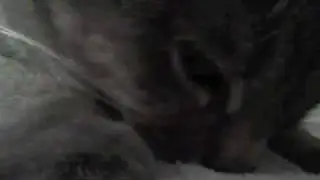 The Nursing Cat