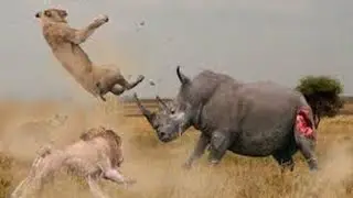 Rhino kills lion