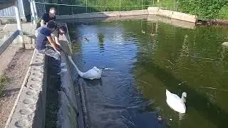 НА ПРУДУ