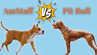 No, an Amstaff is NOT a Pitbull.