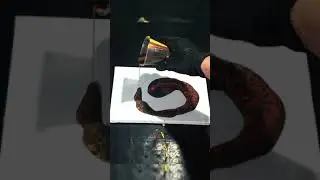 acrylic pouring technique / fluid art #short