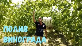 Полив виноградника.