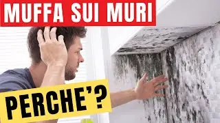 Muffa sui muri: Perchè si forma e come si lega all'umidità e temperatura in casa