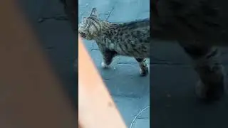 kucing liar. #kucing #kucingkampung #cat #catvideos #shortsvideo #shortvideo #youtubeshorts #shorts