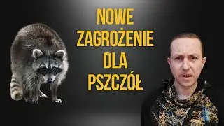 Nowe zagrożenie w polskich pasiekach - szop pracz nadchodzi...